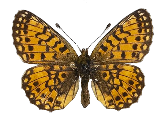 Clossiana helena selene — NYMPHALIDAE/Heliconiinae/Argynnini/1 - Clossiana.jpg