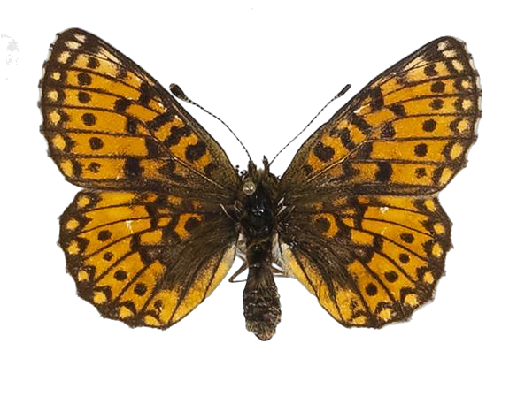 Clossiana helena selene — NYMPHALIDAE/Heliconiinae/Argynnini/1 - Clossiana.jpg