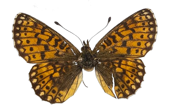 Clossiana helena selene — NYMPHALIDAE/Heliconiinae/Argynnini/1 - Clossiana.jpg