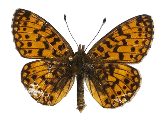 Clossiana helena selene — NYMPHALIDAE/Heliconiinae/Argynnini/1 - Clossiana.jpg