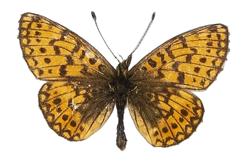 Clossiana helena selene — NYMPHALIDAE/Heliconiinae/Argynnini/1 - Clossiana.jpg