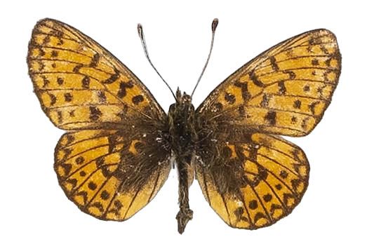 Clossiana helena selene — NYMPHALIDAE/Heliconiinae/Argynnini/1 - Clossiana.jpg