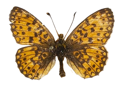 Clossiana helena selene — NYMPHALIDAE/Heliconiinae/Argynnini/1 - Clossiana.jpg