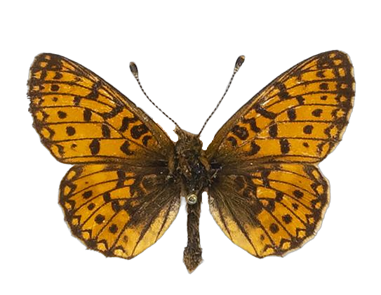 Clossiana helena selene — NYMPHALIDAE/Heliconiinae/Argynnini/1 - Clossiana.jpg