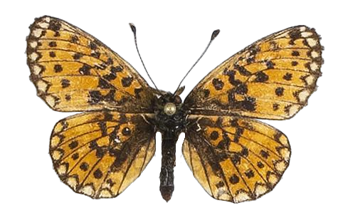 Clossiana helena selene — NYMPHALIDAE/Heliconiinae/Argynnini/1 - Clossiana.jpg