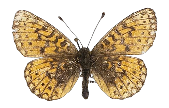 Clossiana helena selene — NYMPHALIDAE/Heliconiinae/Argynnini/1 - Clossiana.jpg