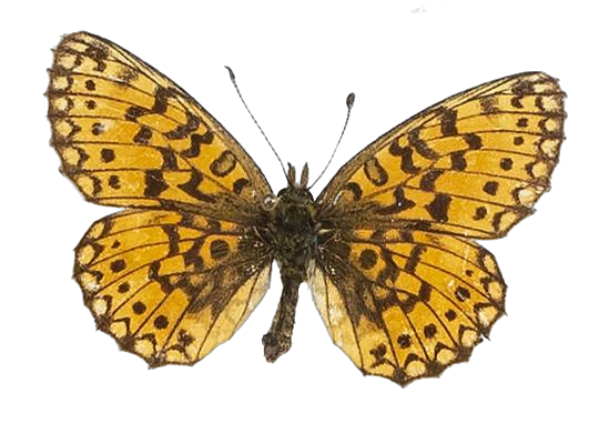 Clossiana helena selene — NYMPHALIDAE/Heliconiinae/Argynnini/1 - Clossiana.jpg