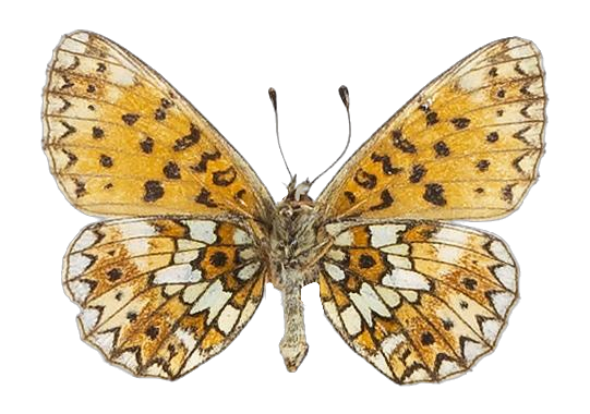 Clossiana helena selene — NYMPHALIDAE/Heliconiinae/Argynnini/1 - Clossiana.jpg