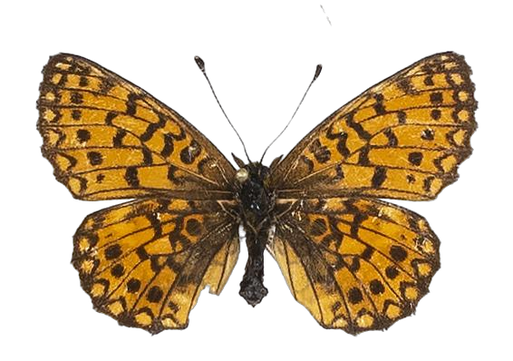 Clossiana helena selene — NYMPHALIDAE/Heliconiinae/Argynnini/1 - Clossiana.jpg
