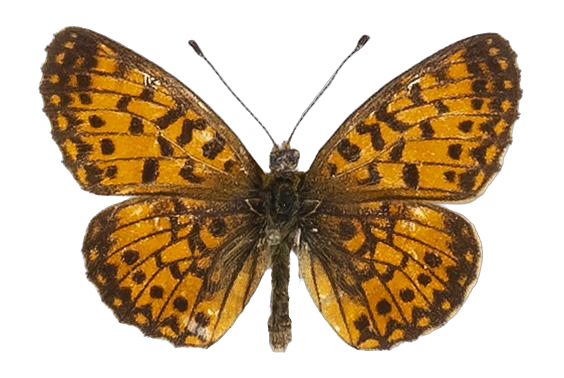 Clossiana helena selene — NYMPHALIDAE/Heliconiinae/Argynnini/1 - Clossiana.jpg