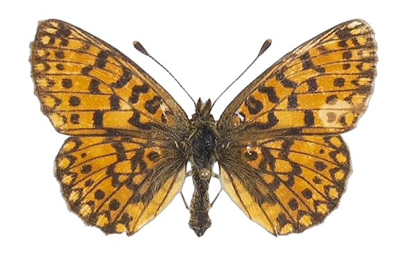 Clossiana helena selene — NYMPHALIDAE/Heliconiinae/Argynnini/1 - Clossiana.jpg