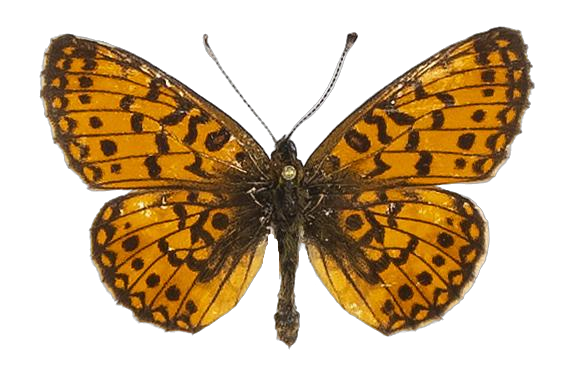 Clossiana helena selene — NYMPHALIDAE/Heliconiinae/Argynnini/1 - Clossiana.jpg