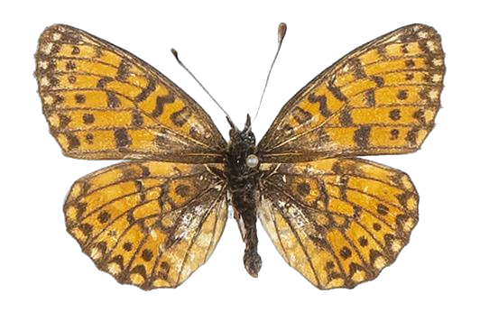 Clossiana helena selene — NYMPHALIDAE/Heliconiinae/Argynnini/1 - Clossiana.jpg