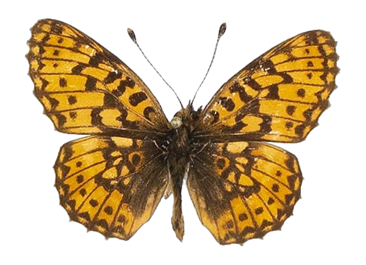 Clossiana helena selene — NYMPHALIDAE/Heliconiinae/Argynnini/1 - Clossiana.jpg