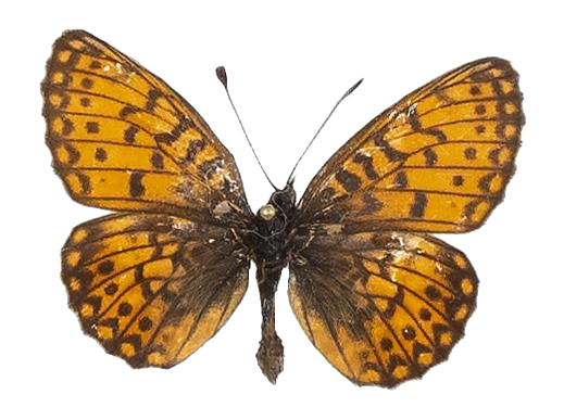 Clossiana helena selene — NYMPHALIDAE/Heliconiinae/Argynnini/1 - Clossiana.jpg
