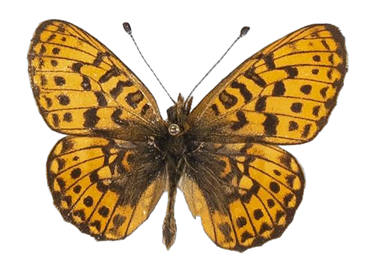 Clossiana helena selene — NYMPHALIDAE/Heliconiinae/Argynnini/1 - Clossiana.jpg
