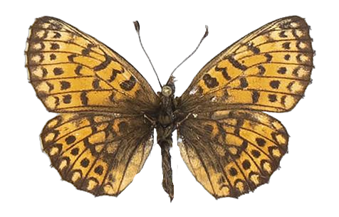 Clossiana helena selene — NYMPHALIDAE/Heliconiinae/Argynnini/1 - Clossiana.jpg
