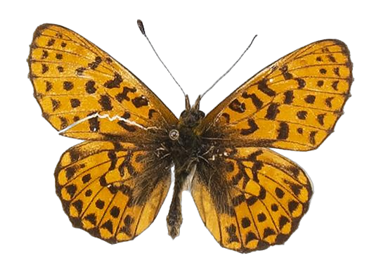 Clossiana helena selene — NYMPHALIDAE/Heliconiinae/Argynnini/1 - Clossiana.jpg