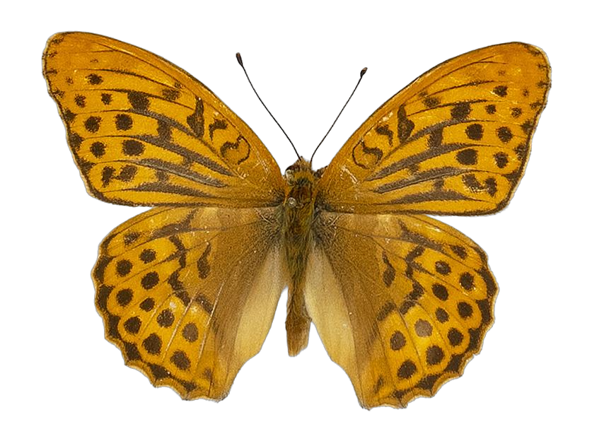 Argynnis paphia paphia — NYMPHALIDAE/Heliconiinae/Argynnini/2 - Argynnis.jpg