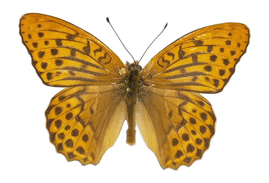 Argynnis paphia paphia — NYMPHALIDAE/Heliconiinae/Argynnini/2 - Argynnis.jpg