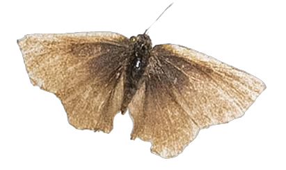 Aslauga marshalli — LYCAENIDAE/7 MINA AFRIKANSKA LYCAENIDER/Lycaenidae_DTR1177.jpg