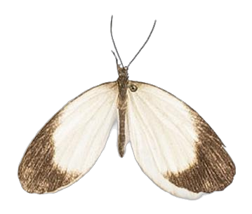 Megalopalpus zymna — LYCAENIDAE/7 MINA AFRIKANSKA LYCAENIDER/Lycaenidae_DTR1177.jpg