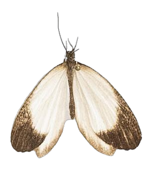 Megalopalpus zymna — LYCAENIDAE/7 MINA AFRIKANSKA LYCAENIDER/Lycaenidae_DTR1177.jpg