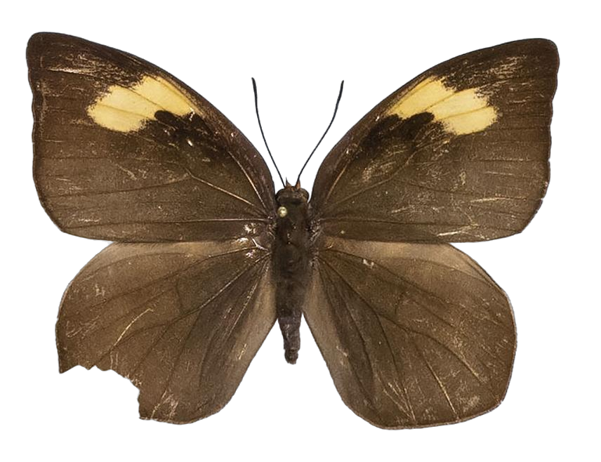 Phytala elais elais — LYCAENIDAE/7 MINA AFRIKANSKA LYCAENIDER/Lycaenidae_DTR1184.jpg