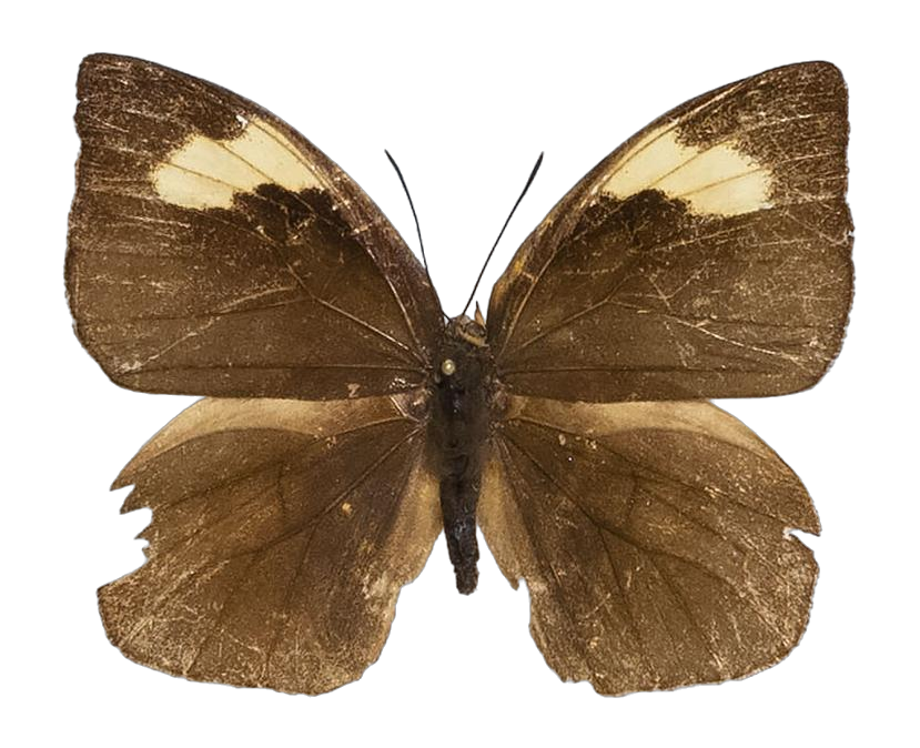 Phytala elais elais — LYCAENIDAE/7 MINA AFRIKANSKA LYCAENIDER/Lycaenidae_DTR1184.jpg