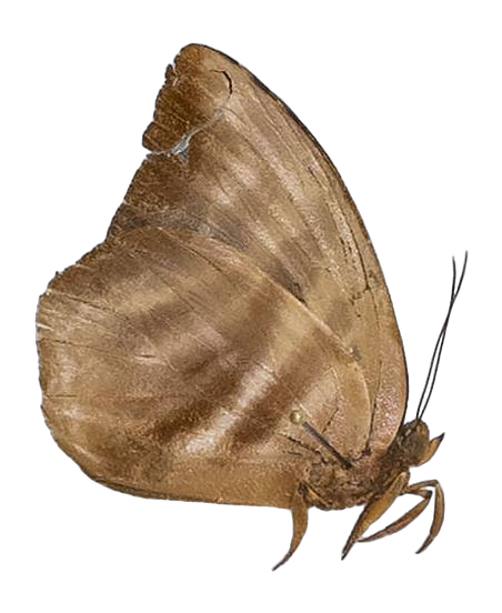 Phytala elais elais — LYCAENIDAE/7 MINA AFRIKANSKA LYCAENIDER/Lycaenidae_DTR1184.jpg