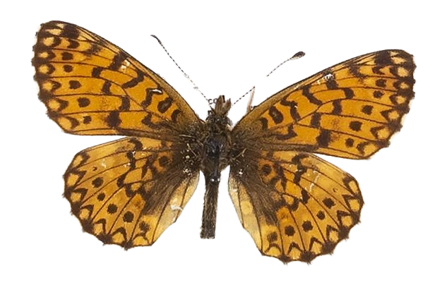 Clossiana helena selene — NYMPHALIDAE/Heliconiinae/Argynnini/1 - Clossiana.jpg