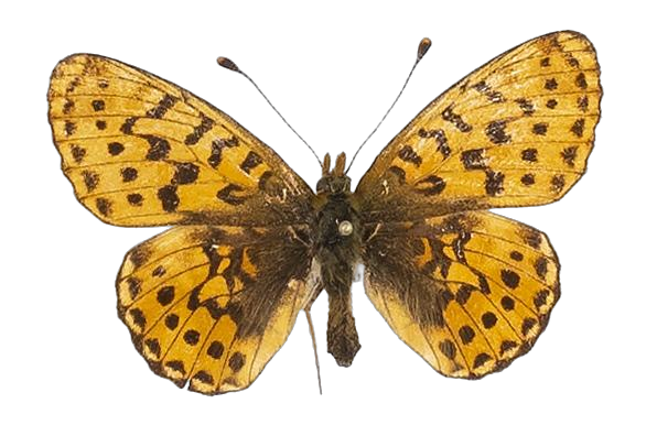 Clossiana helena selene — NYMPHALIDAE/Heliconiinae/Argynnini/1 - Clossiana.jpg