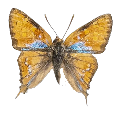 Aphnaeus erikssoni — LYCAENIDAE/7 MINA AFRIKANSKA LYCAENIDER/Lycaenidae_DTR1186.jpg