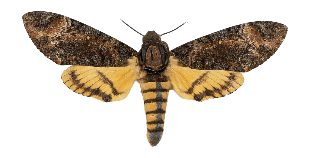 Acherontia styx styx — HETEROCERA/Acherontia_DTR0972.jpg