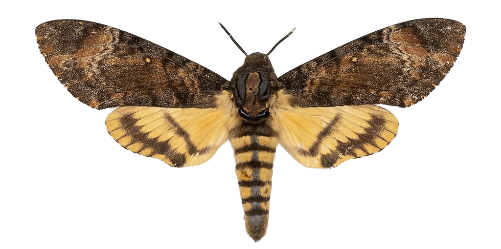 Acherontia styx styx — HETEROCERA/Acherontia_DTR0972.jpg
