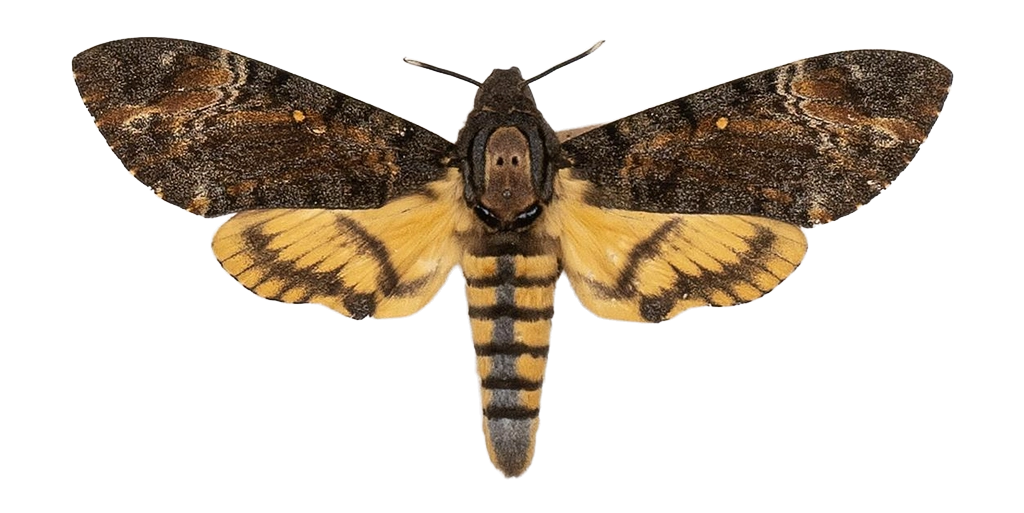 Acherontia styx styx — HETEROCERA/Acherontia_DTR0972.jpg