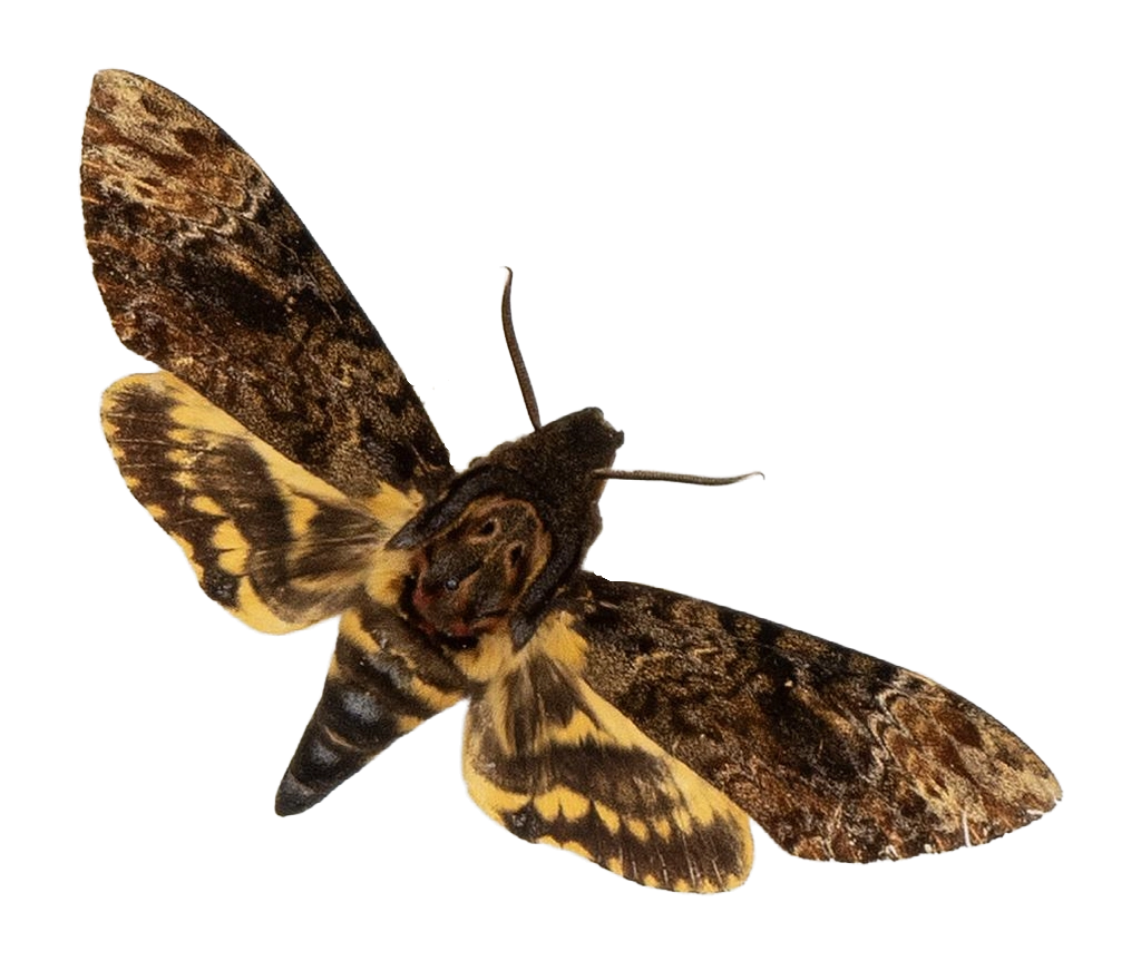 Acherontia lachesis — HETEROCERA/Acherontia_DTR0972.jpg