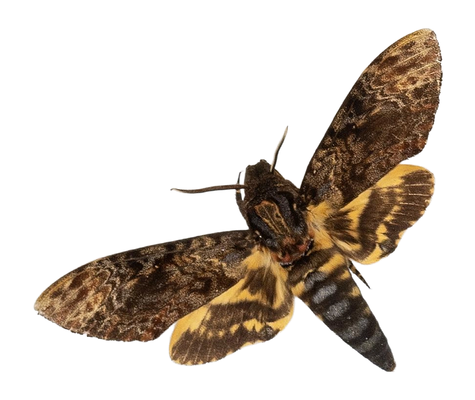 Acherontia lachesis — HETEROCERA/Acherontia_DTR0972.jpg