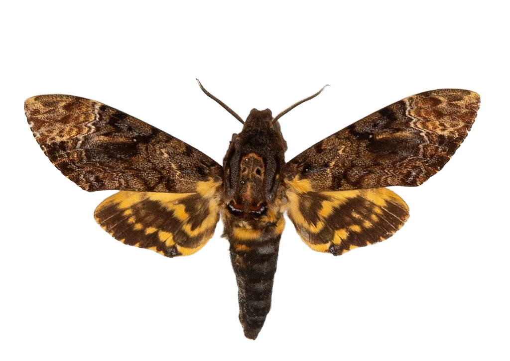 Acherontia lachesis — HETEROCERA/Acherontia_DTR0972.jpg