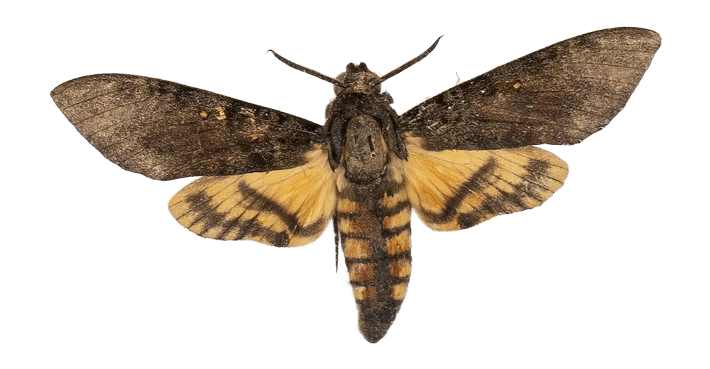 Acherontia styx medusa — HETEROCERA/Acherontia_DTR0972.jpg