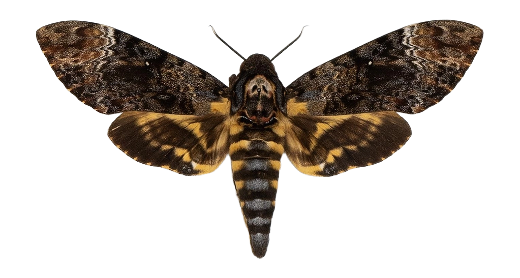 Acherontia lachesis — HETEROCERA/Acherontia_DTR0972.jpg