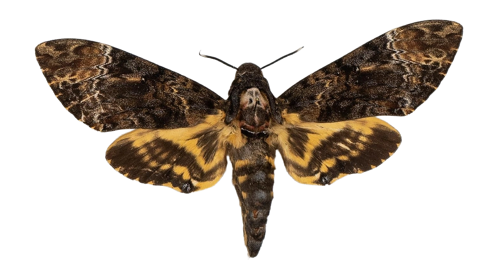 Acherontia lachesis — HETEROCERA/Acherontia_DTR0972.jpg