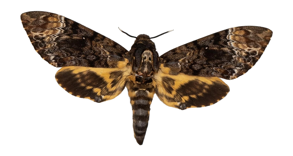 Acherontia lachesis — HETEROCERA/Acherontia_DTR0972.jpg