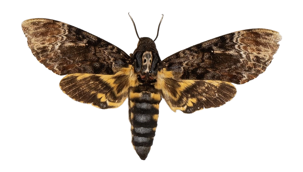 Acherontia lachesis — HETEROCERA/Acherontia_DTR0972.jpg