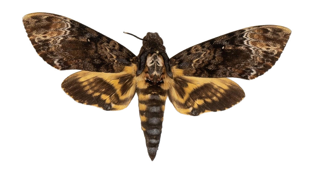 Acherontia lachesis — HETEROCERA/Acherontia_DTR0972.jpg