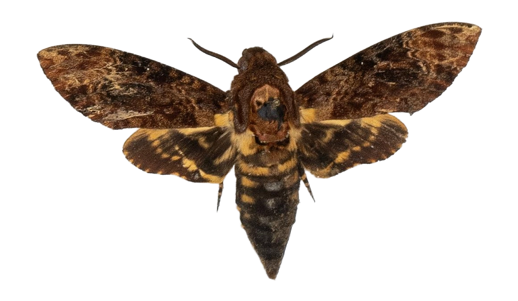 Acherontia lachesis — HETEROCERA/Acherontia_DTR0972.jpg