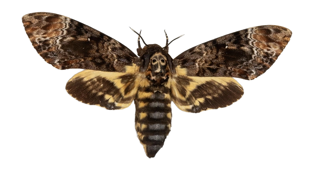 Acherontia lachesis — HETEROCERA/Acherontia_DTR0972.jpg