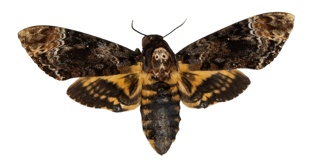 Acherontia lachesis — HETEROCERA/Acherontia_DTR0972.jpg