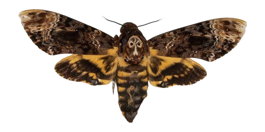 Acherontia lachesis — HETEROCERA/Acherontia_DTR0972.jpg