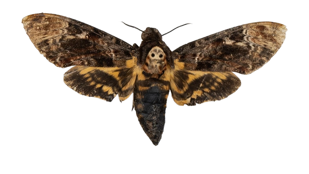 Acherontia lachesis — HETEROCERA/Acherontia_DTR0972.jpg